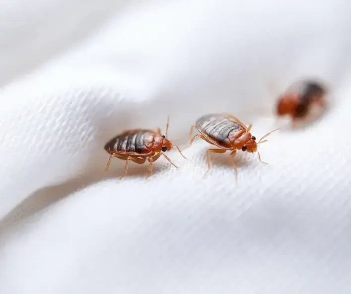 Bed Bug Inspection in a Manteca, CA home