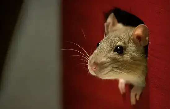 Rat exterminator treating a Manteca, CA home