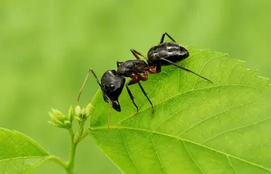 Carpenter ant exterminator treating a Manteca, CA home