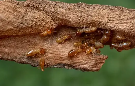 Termite exterminator treating a Manteca, CA home