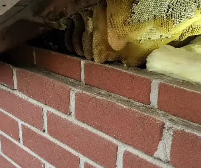 Oakley Pest Control technician applying bee treatment along a baseboard in a Manteca, CA home