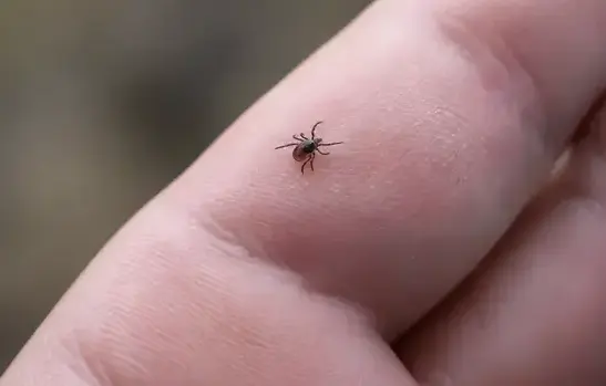 Tick Treatment in Manteca, CA