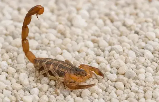 Scorpion Pest Control in Manteca, CA