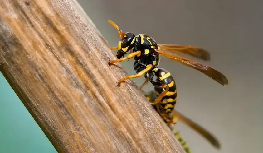 Wasp pest control Manteca CA