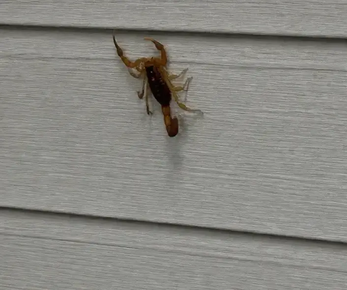 Scorpion Pest Control in a Manteca, CA home