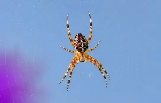 Spider Pest Control in Manteca, CA
