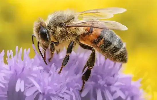 Bee exterminator treating a Manteca, CA home