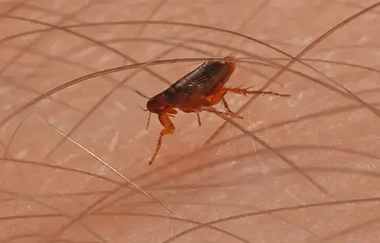 Flea Pest Control in Manteca, CA