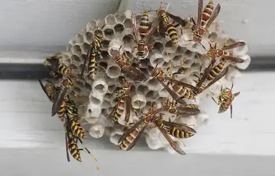 Wasp exterminator treating a Manteca, CA home