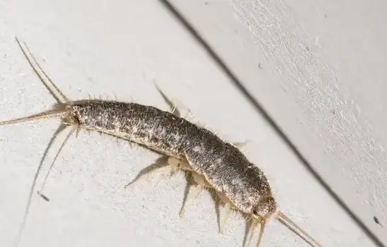 Silverfish exterminator treating a Manteca, CA home