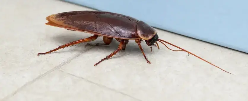 Cockroach exterminator treating a Manteca, CA home
