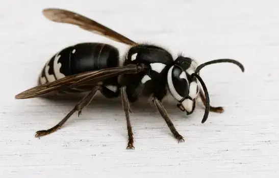 Hornet exterminator treating a Manteca, CA home