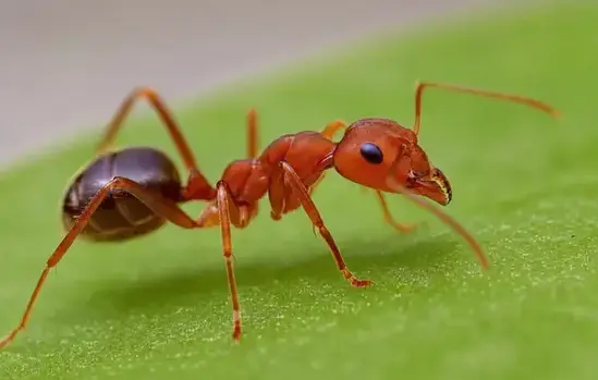 Fire ant exterminator treating a Manteca, CA home