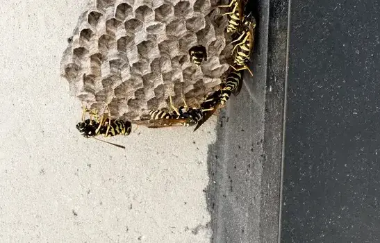 Wasp exterminator treating a Manteca, CA home