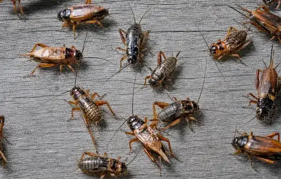 Cricket exterminator treating a Manteca, CA home