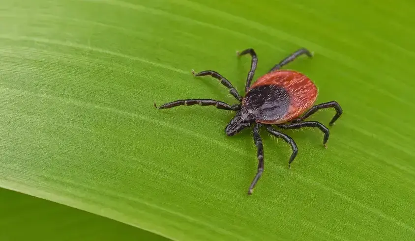 Tick pest control Manteca CA
