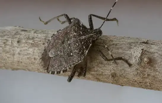 Stink bug exterminator treating a Manteca, CA home